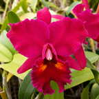 Catteliya.(Blc) Edisto New Berry Medium Orchid Plant-With Terracota Pot