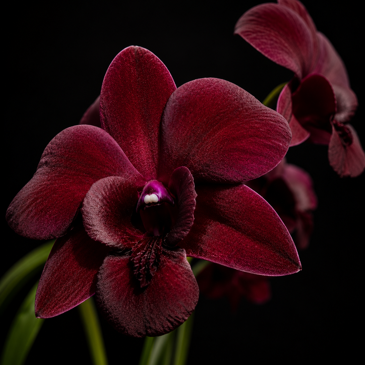 Dendrobiom Airy Crimson Hybrid Orchid Plant