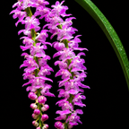 Aerides Multiflora Orchid Plant