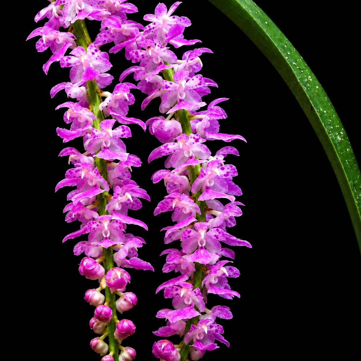 Aerides Multiflora Orchid Plant