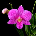 Dendrobiom Tanida Pink Hybrid Orchid Plant
