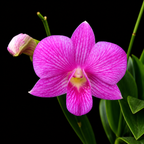 Dendrobiom Tanida Pink Hybrid Orchid Plant