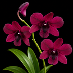 Dendrobium Supernova Red  Hybrid Orchid Plant