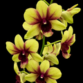 Dendrobiom Thongchai Pimwatlana Boonchu Gold Hybrid Orchid Plant