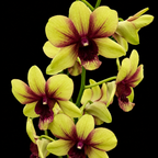 Dendrobiom Thongchai Pimwatlana Boonchu Gold Hybrid Orchid Plant
