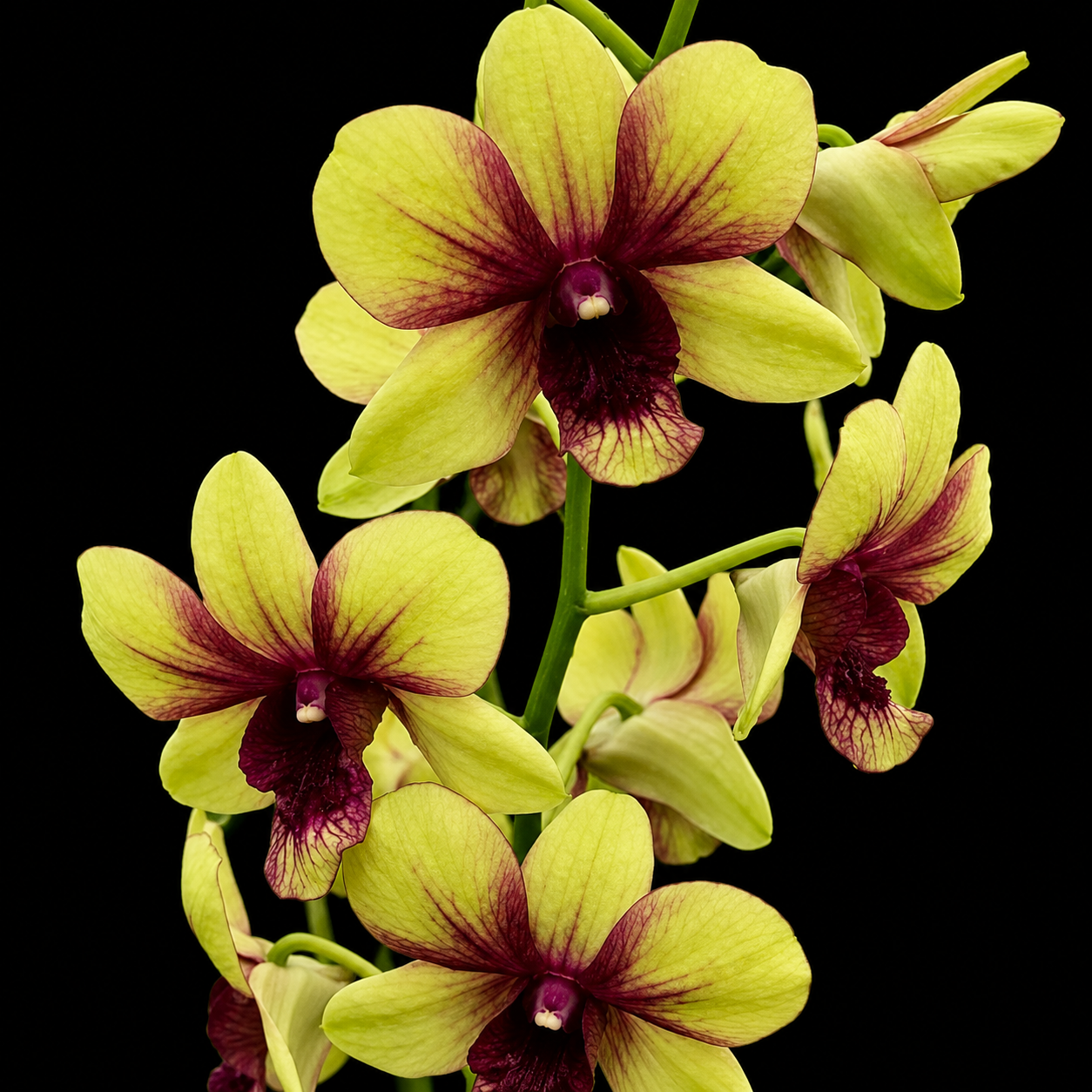 Dendrobiom Thongchai Pimwatlana Boonchu Gold Hybrid Orchid Plant