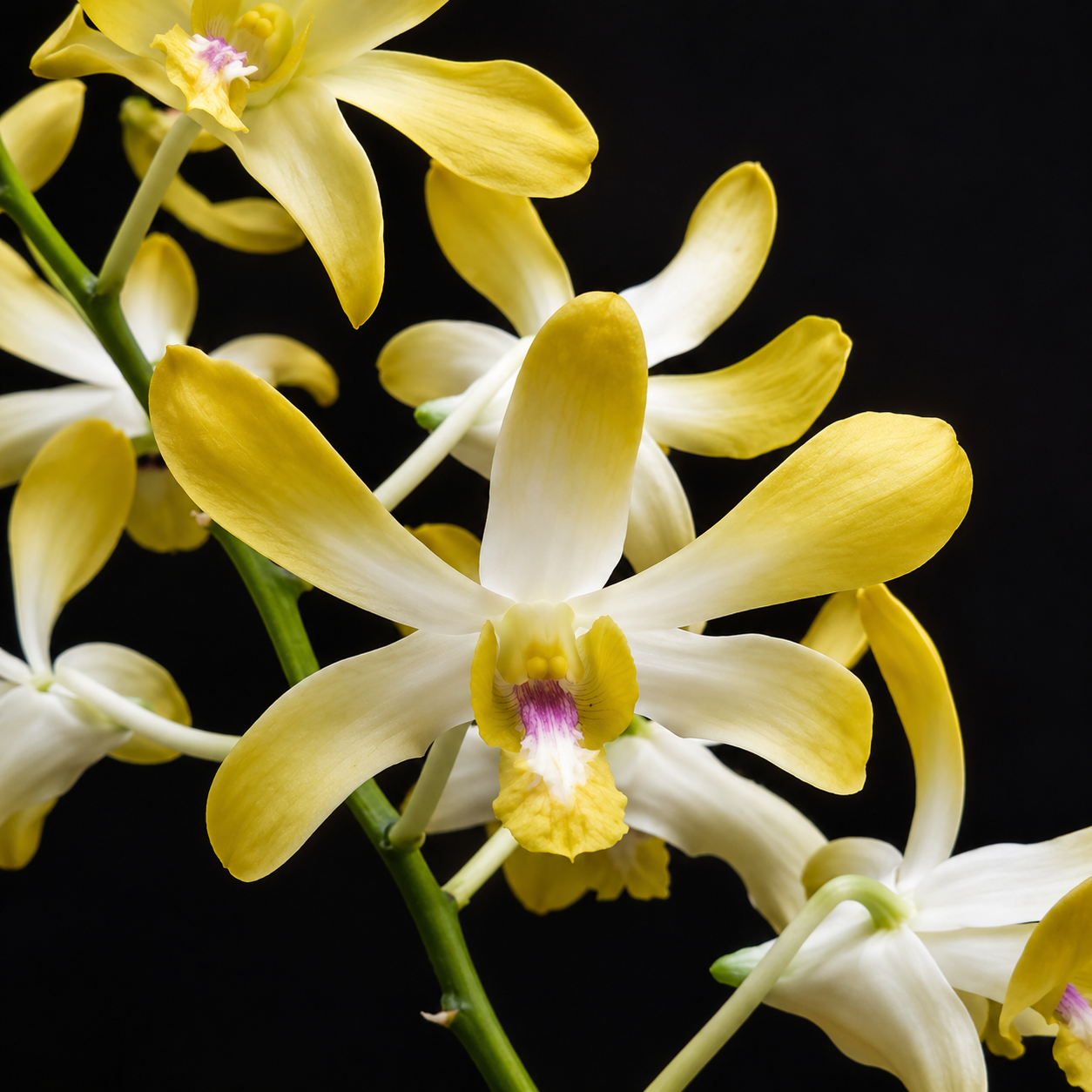 Dendrobiom Getting Royal Hybrid Orchid Plant