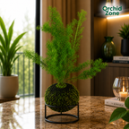 Kokedama Asparagus Fern