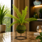 Kokedama Asparagus Fern