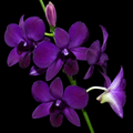 Dendrobium Sakada Blue  Hybrid Orchid Plant