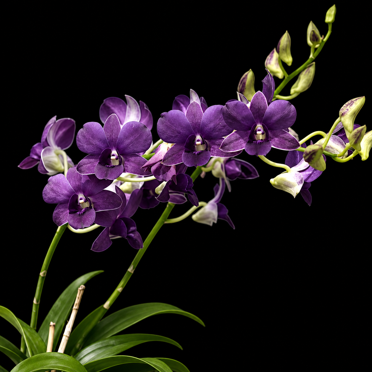 Dendrobium Blue Sapphire X Blue Angel Hybrid Orchid Plant