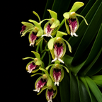 Vanda Cristata Orchid Plant