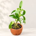 Dendrobium Burana Jade- With Terracotta Pot