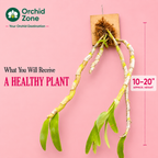 Dendrobium Nobile Orchid Plant