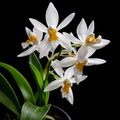 Coelogyne Ochracea Spesis Orchid Plant