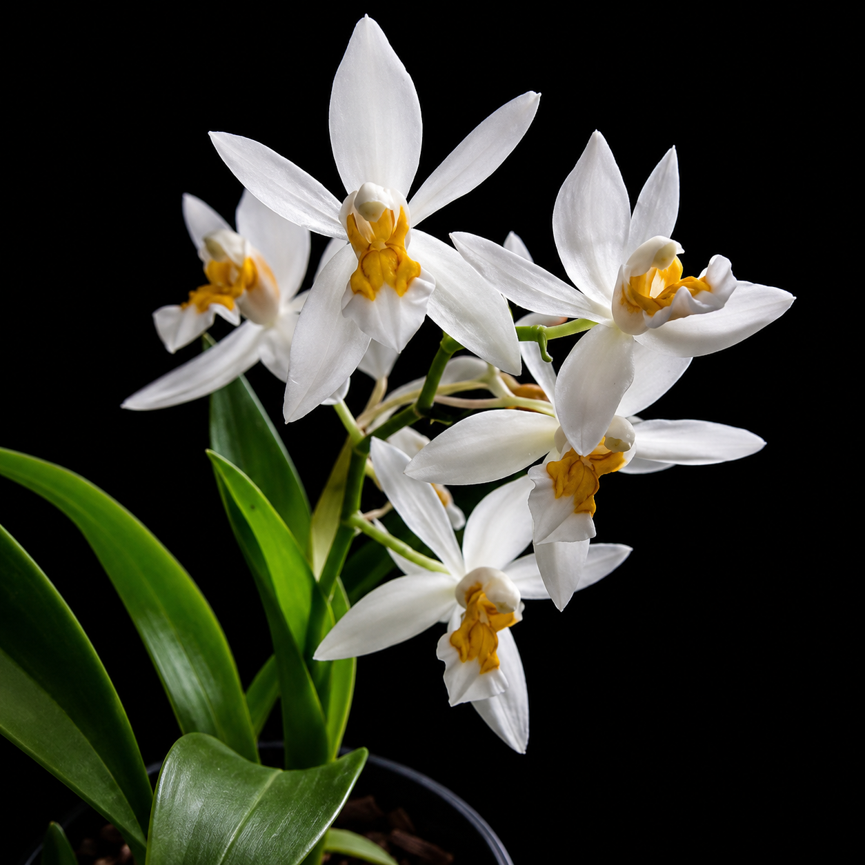 Coelogyne Ochracea Spesis Orchid Plant