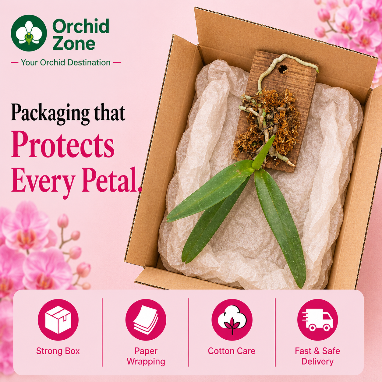 Aerides Rosea Spesis Orchid Plant