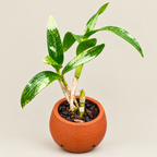Dendrobium  Burana Pinky -With Terracota Pot