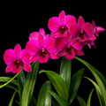 Dendrobiom Juree Red Hybrid Orchid  Plant