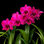 Dendrobiom Juree Red Hybrid Orchid  Plant