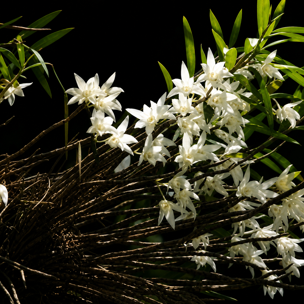 Dendrobium Macraei Spesis Orchid Plant
