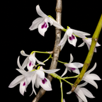 Dendrobiom Transparence Orchid Plant