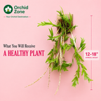 Dendrobiom Anceps Orchid Plant