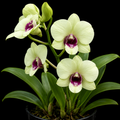 Dendrobiom Jade Junior Hybrid Orchid Plant