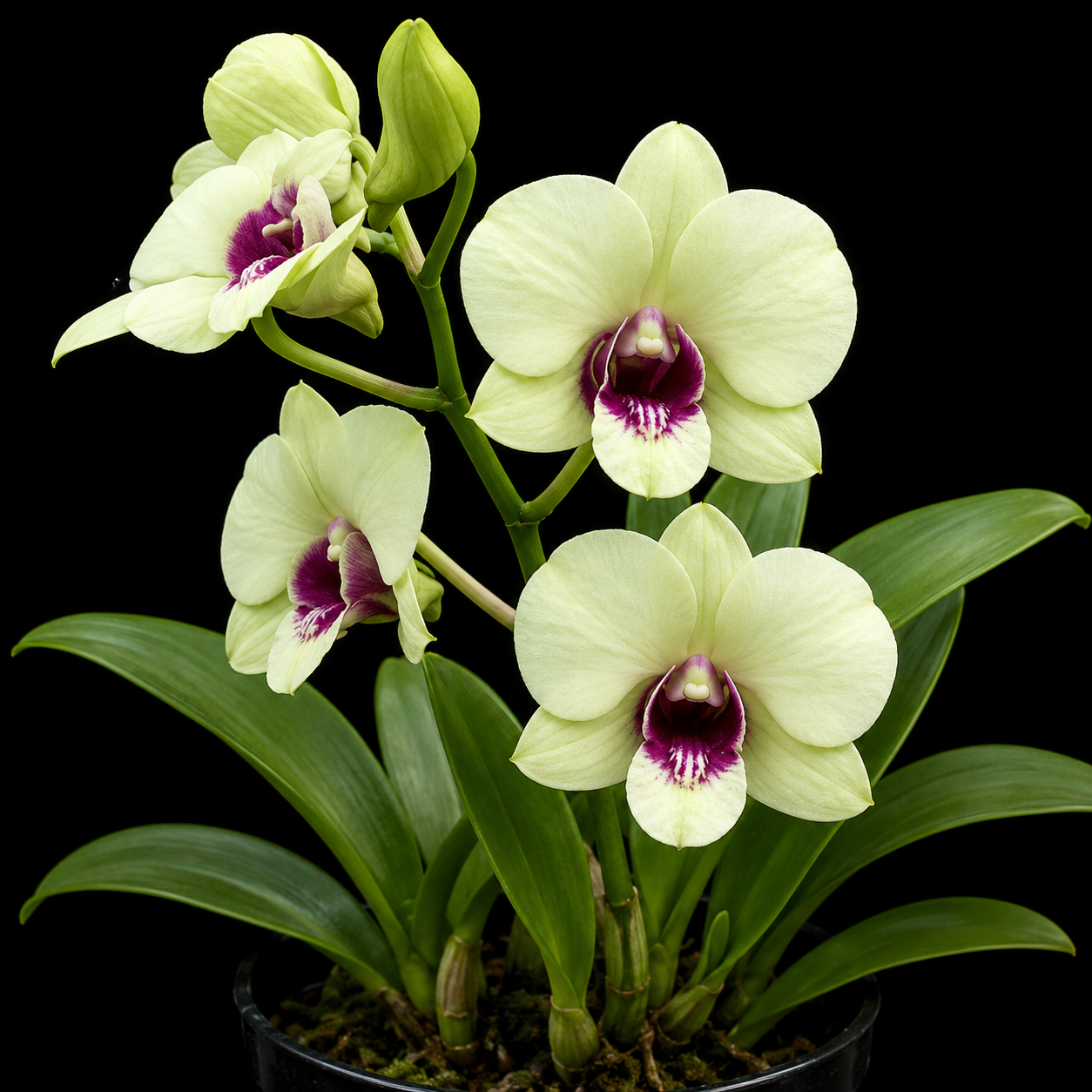Dendrobiom Jade Junior Hybrid Orchid Plant