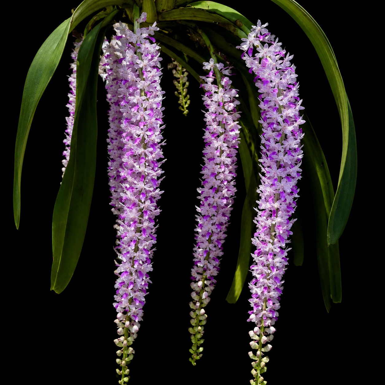Rhyncostyls Retusa - The Foxtail Orchid Plant