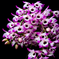 Dendrobium Nobile Orchid Plant