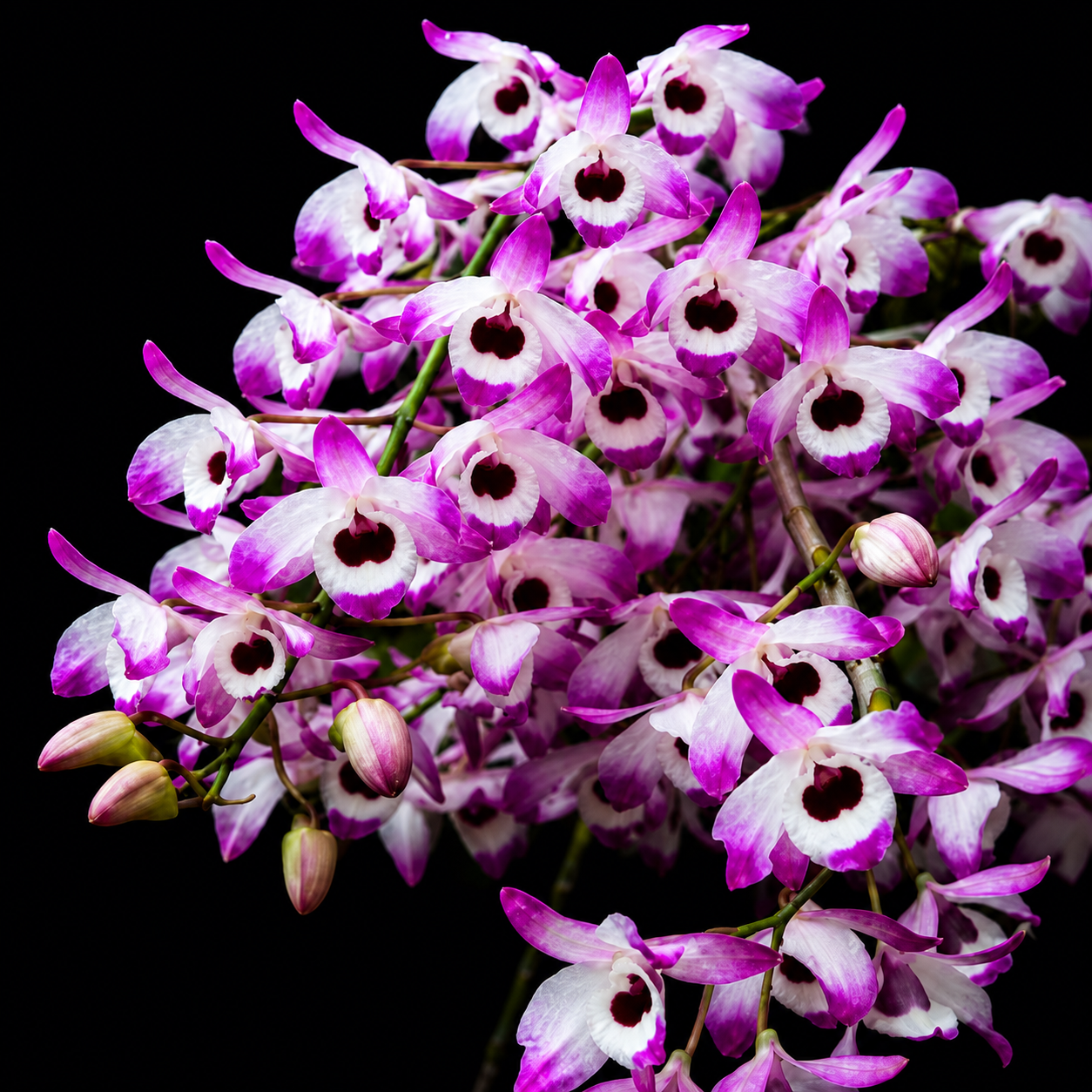 Dendrobium Nobile Orchid Plant