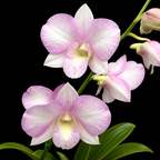 Dendrobiom Burana Pearl Pink Hybrid Orchid Plant