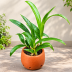 Dendrobium Aree Dang Green-With Terracota Pot