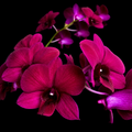 Dendrobiom Red Butterfly Hybrid Orchid Plant