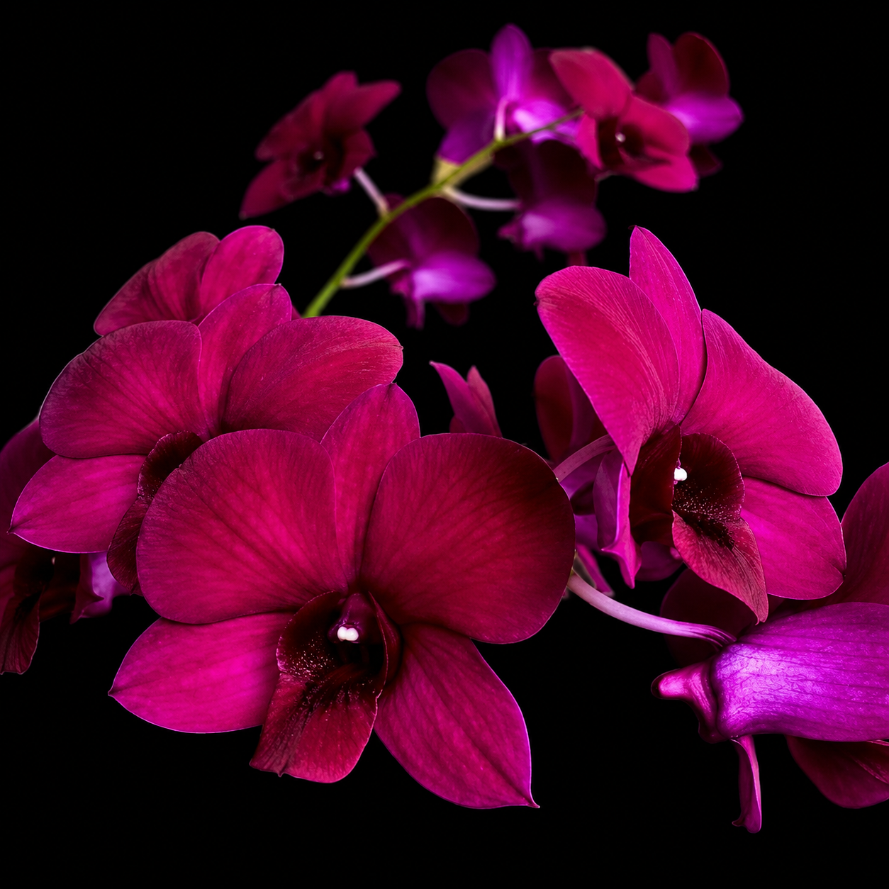 Dendrobiom Red Butterfly Hybrid Orchid Plant
