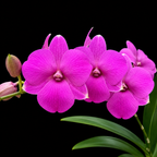 Dendrobium Classi Gem X Bush Fancy Plant