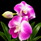 Dendrobium  Burana Pink Surprise Hybrid Orchid Plant
