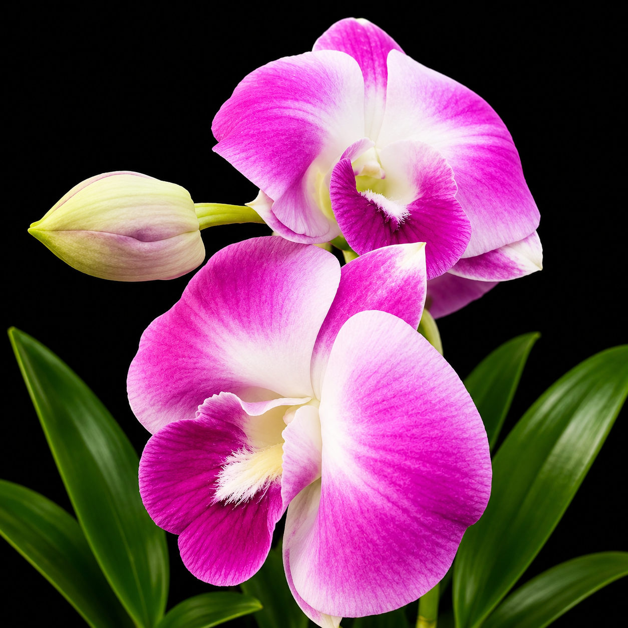 Dendrobium  Burana Pink Surprise Hybrid Orchid Plant