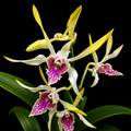 Dendrobium Hawaii Gem Premium Hybrid Orchid Plant (Fragrance)