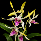 Dendrobium Hawaii Gem Premium Hybrid Orchid Plant (Fragrance)
