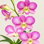 Dendrobium Aree Dang Green-With Terracota Pot