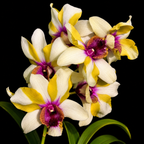 Dendrobiom Nopron Star Bright Hybrid Orchid Plant