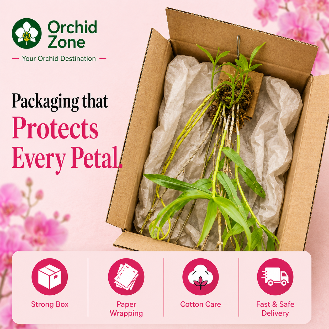 Dendrobiom Transparence Orchid Plant