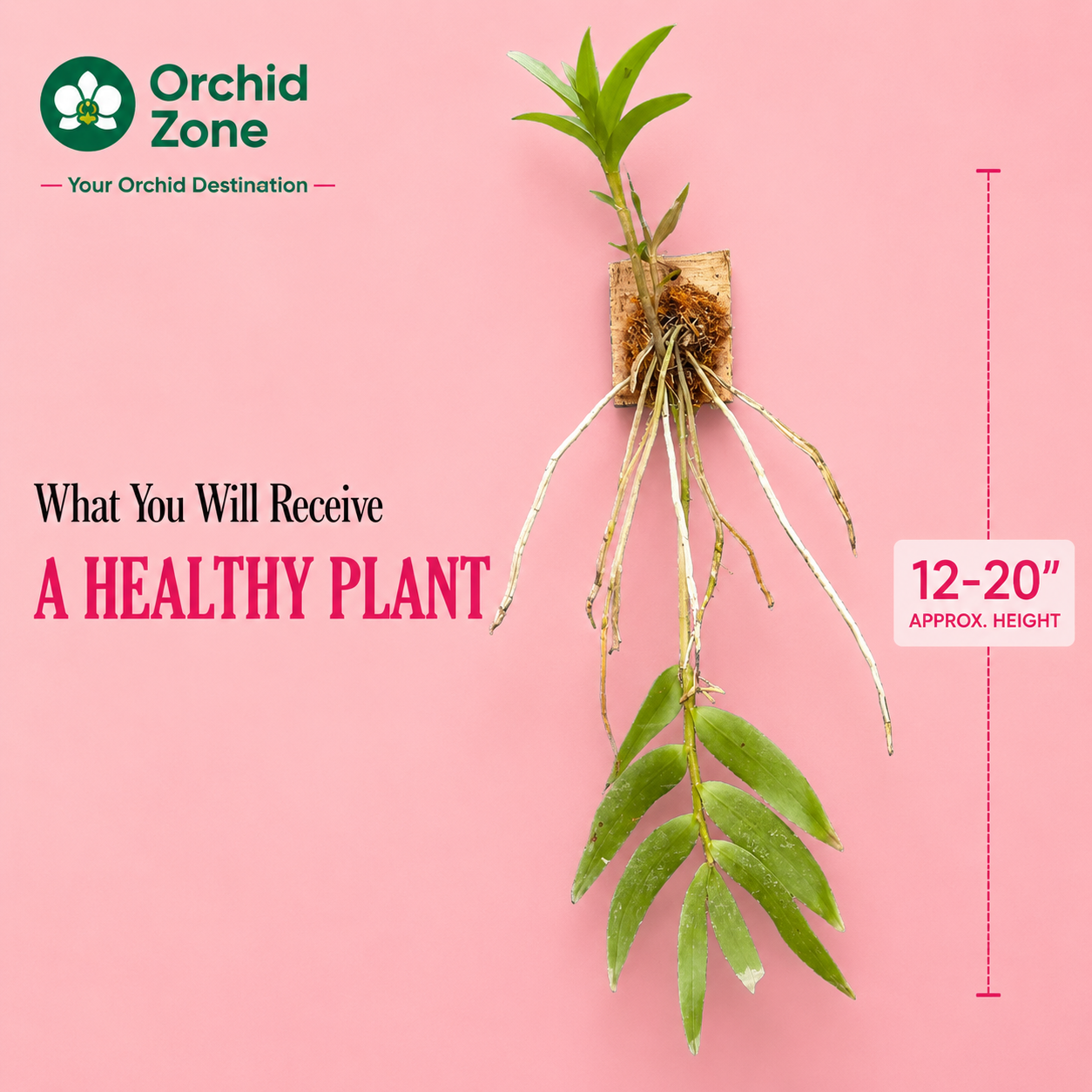 Dendrobiom Cumulatum Orchid Plant