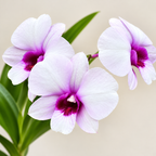Dendrobium Apichart rainbow With Terracota Pot