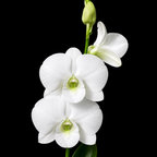 Dendrobiom Bangkok White  Hybrid Orchid Plant