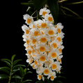 Dendrobium Farmeri Orchid Plant