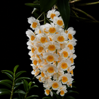 Dendrobium Farmeri Orchid Plant