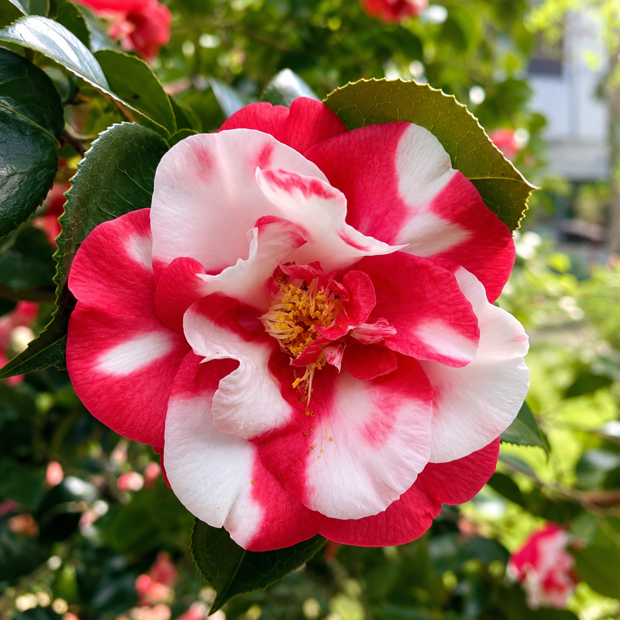 Camelia Bicolour Plant